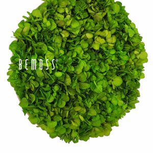 zelená rastlina okrúhleho tvaru so slovami bemuss bielym písmom v strede a bielym pozadím, ekologické umenie , machovy obraz, stabilizovany mach, machová stena, machová dekorácia