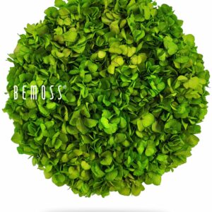 okrúhly ker s listami na bielom pozadí s nápisom be moss napísaným bielou cez vrch, ekologické umenie , machovy obraz, stabilizovany mach, machová stena, machová dekorácia