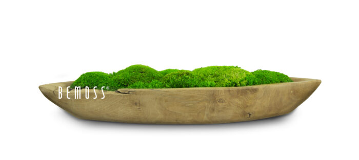 Eine mit grünem Moos gefüllte Holzschale auf einem weißen Hintergrund mit den Worten, moosbild, mooswand, moos pflanzen, moos, moos deko, moos art