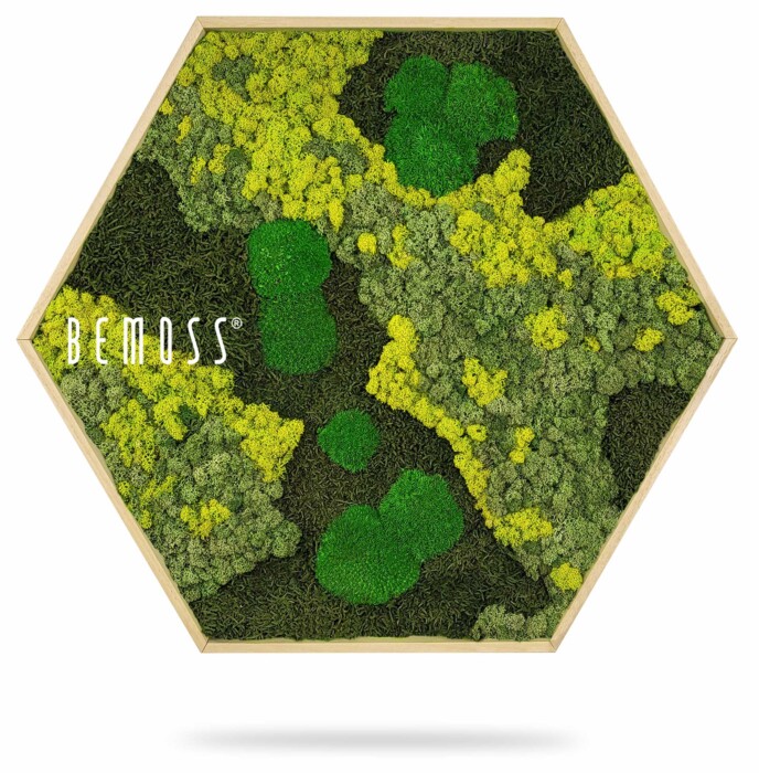 Eine grüne Pflanze mit der Aufschrift „Be Moss“ darauf in einem sechseckigen Rahmen mit weißem Hintergrund, moosbild, mooswand, moos pflanzen, moos, moos deko, moos art