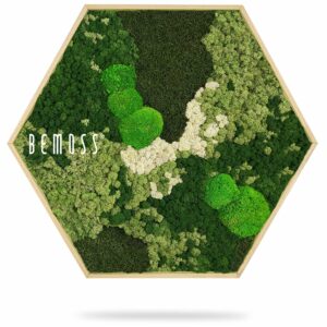 zelená rastlina s nápisom byť machom v šesťhrannom ráme s bielym pozadím, ekologické umenie , machovy obraz, stabilizovany mach, machová stena, machová dekorácia