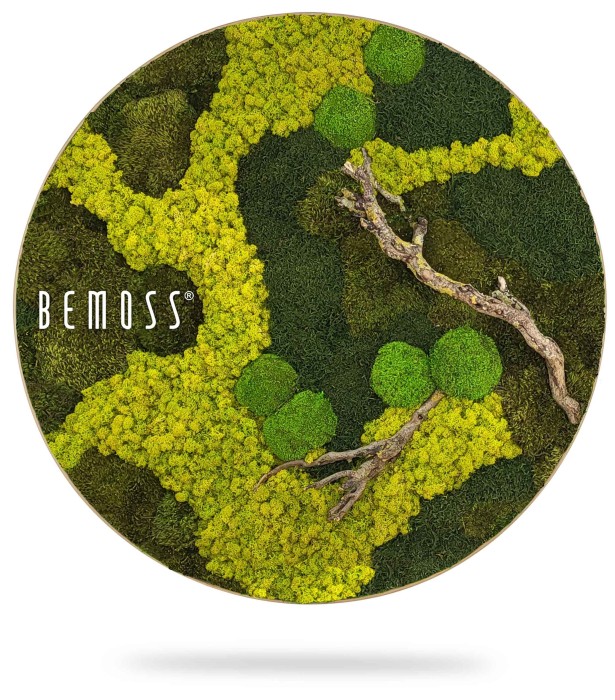 ein Bild eines moosbedeckten Baumes mit den Worten „bemoss“ darauf in Kreisform mit weißem Hintergrund, moosbild, mooswand, moos pflanzen, moos, moos deko, moos art