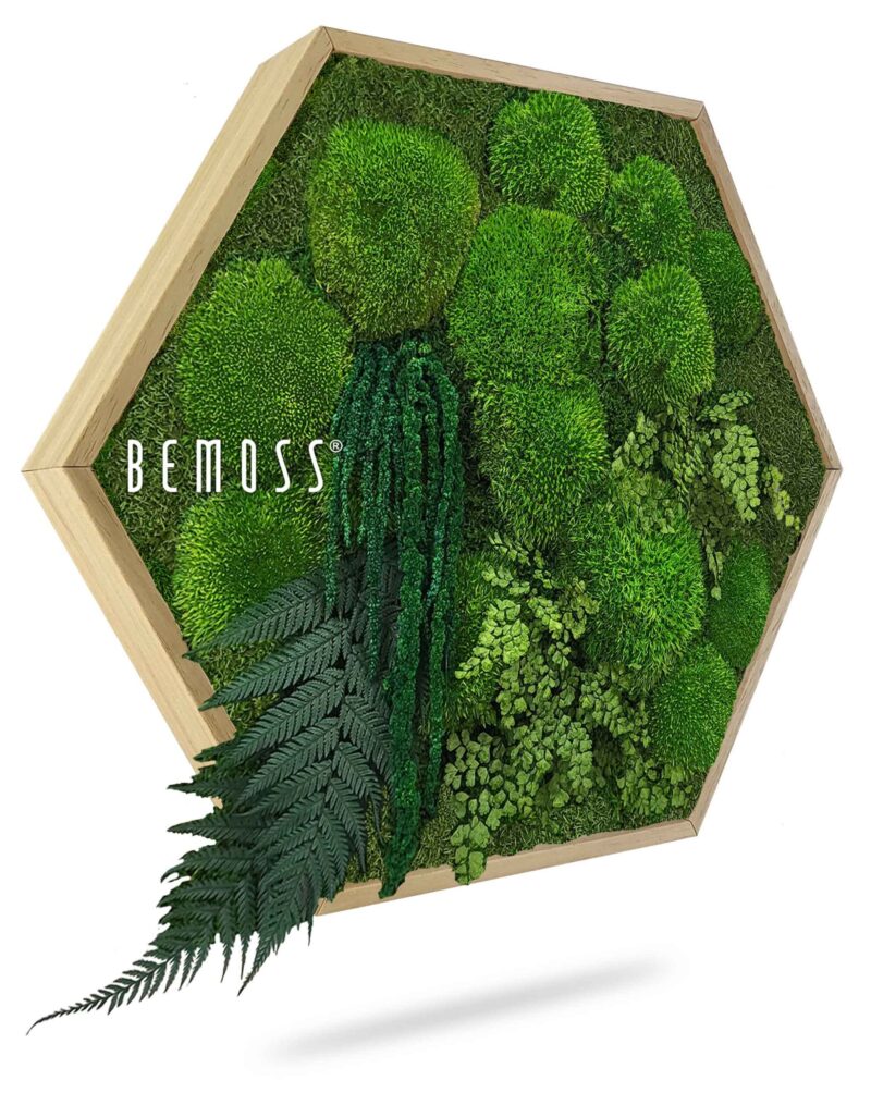 Moosbild Hexagon PFLANZEN Moreilo