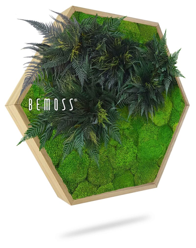 Moosbild Hexagon PFLANZEN Colila