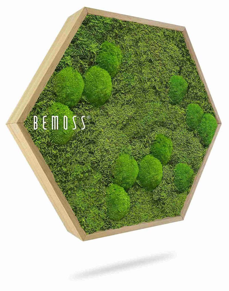 Moosbild Hexagon FLACHMOOS & KUGELMOOS Aves