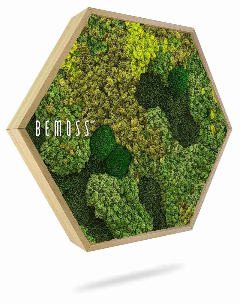 Moosbild Hexagon BEMOSS® ORTHO MEDIUM