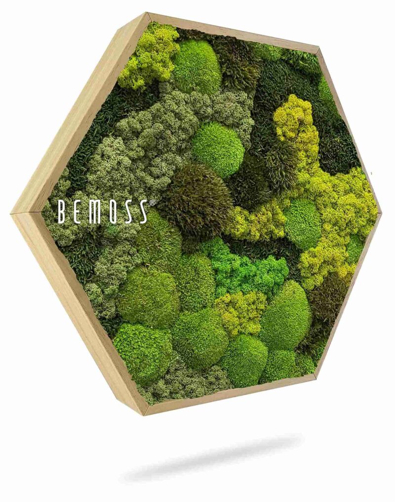 Moosbild Hexagon BEMOSS® ORTHO TELDE