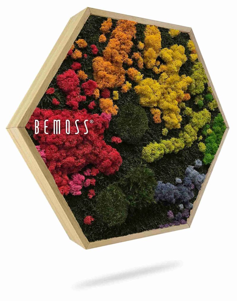 Moosbild Hexagon BEMOSS® ORTHO IRIS