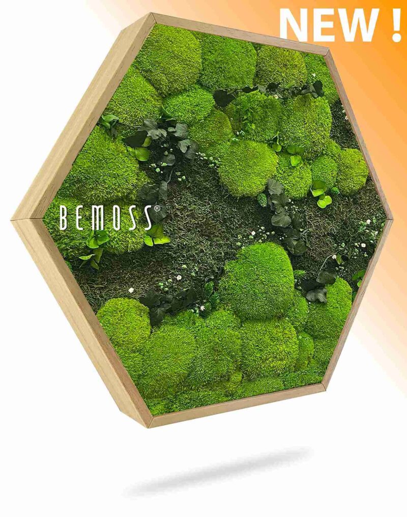 Moosbild Hexagon PFLANZEN Kyrin