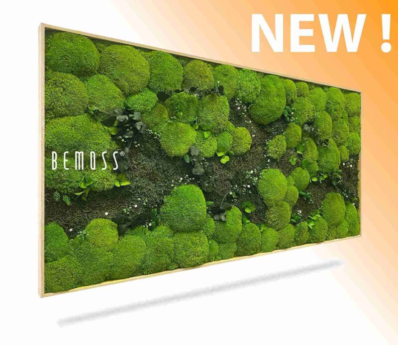 Moosbild PFLANZEN Kyrin