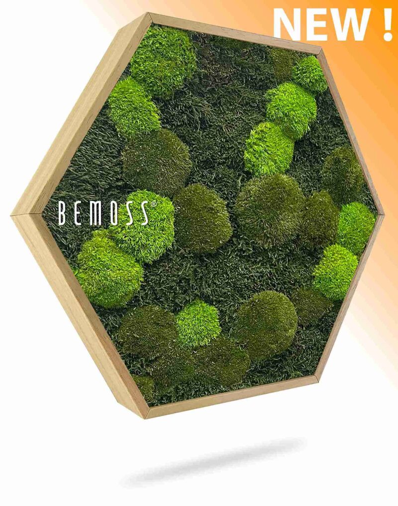 Moosbild Hexagon FLACHMOOS & KUGELMOOS Doven mono