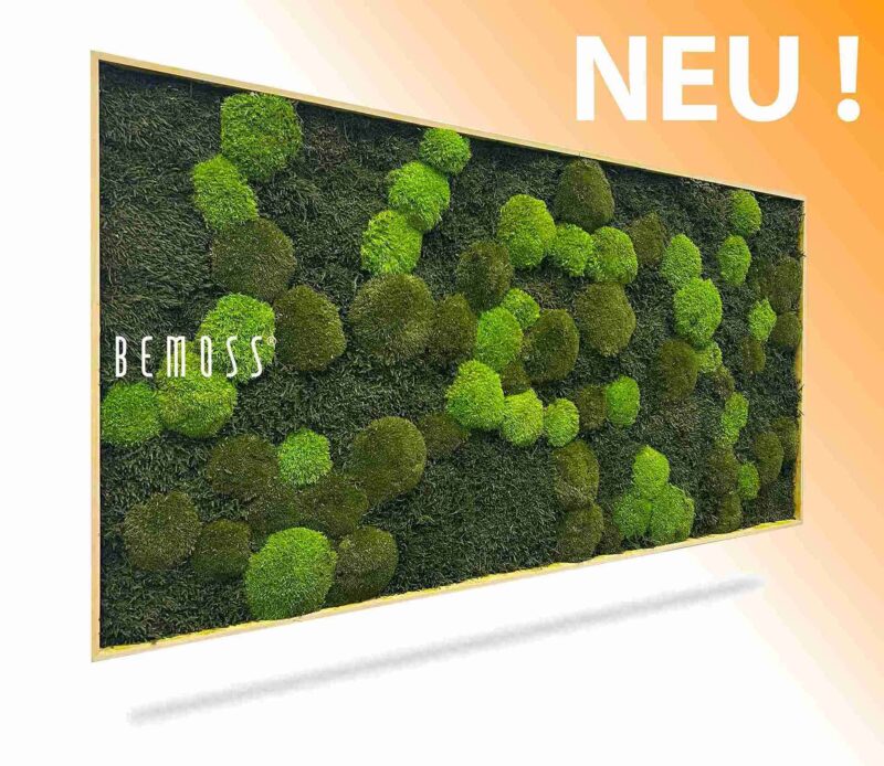 Moosbild FLACHMOOS & KUGELMOOS Doven mono