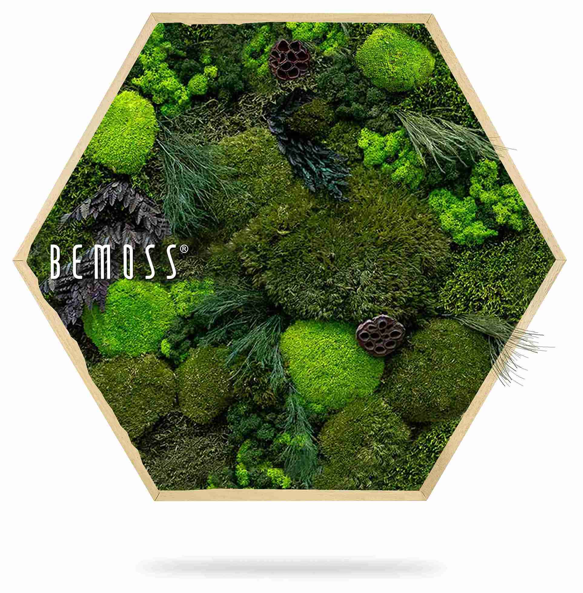 Moosbild Hexagon PFLANZEN Amar – Bild 3