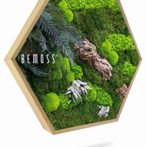 Moosbild Hexagon PFLANZEN Alona - Thumbnail Image 1