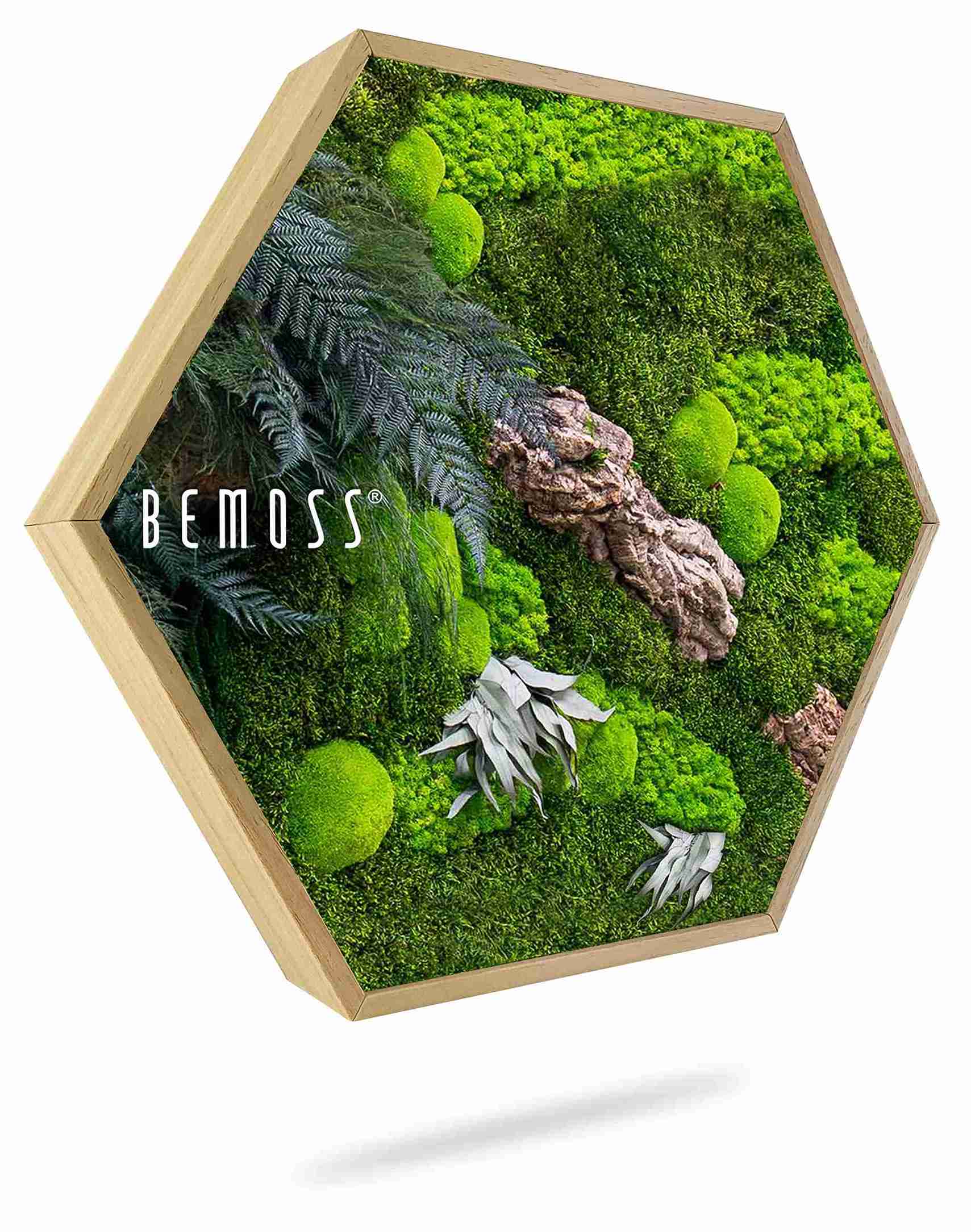 Moosbild Hexagon PFLANZEN Alona – Bild 1