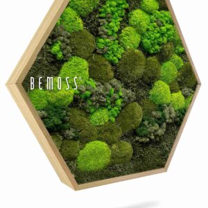 Moosbild Hexagon BEMOSS® ORTHO DOVEN - Thumbnail Image 1