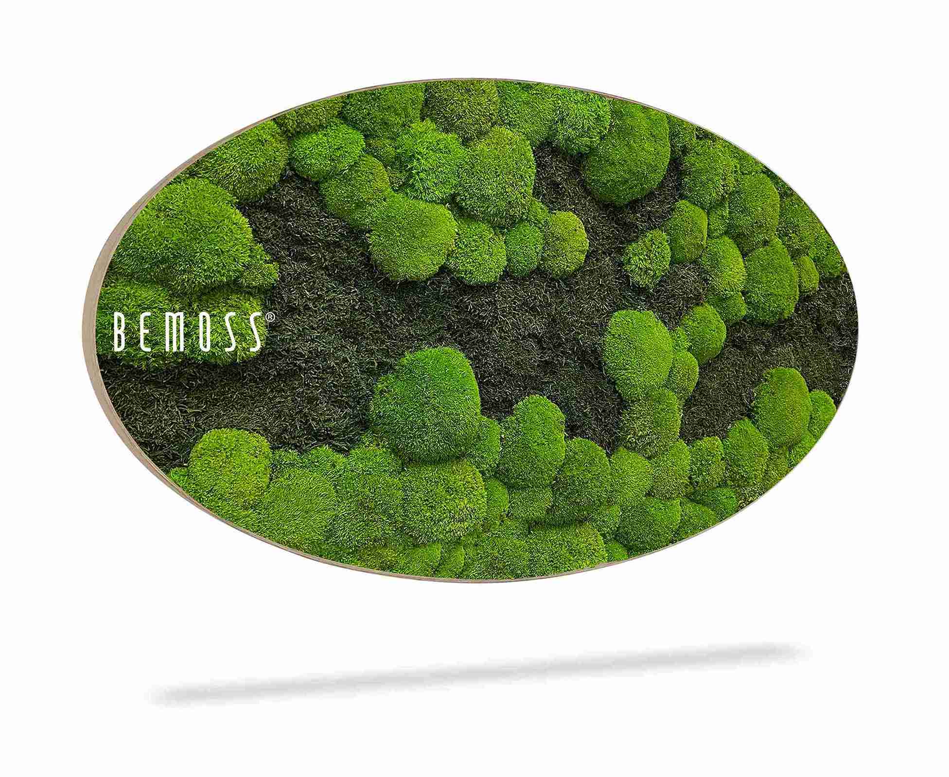 Moosbild Ellipse FLACHMOOS & KUGELMOOS DUO Light Green – Bild 2