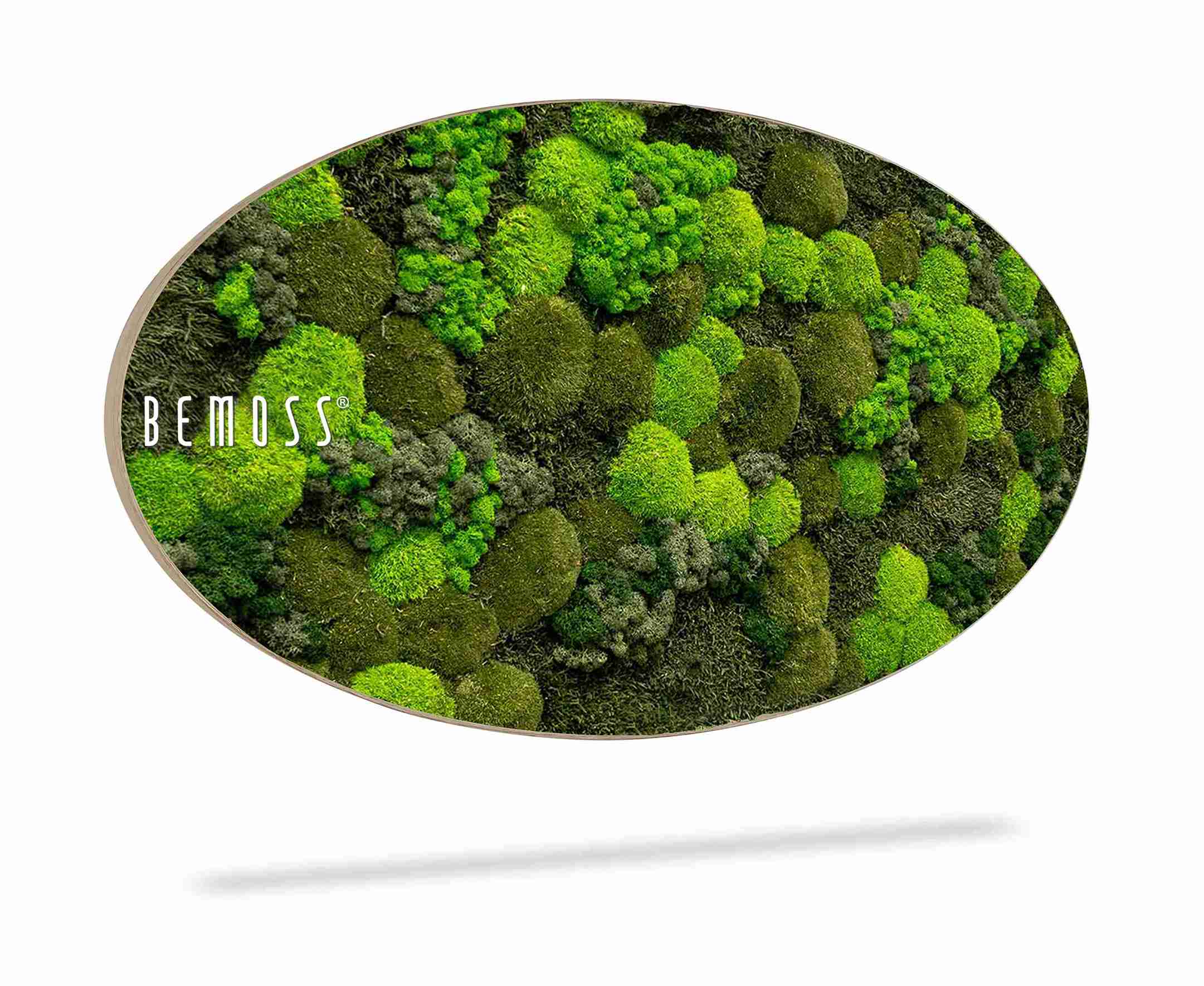 Moosbild Ellipse BEMOSS® ORTHO DOVEN – Bild 2