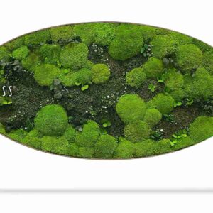 Moosbild Ellipse PFLANZEN Kyrin - Thumbnail Image 1