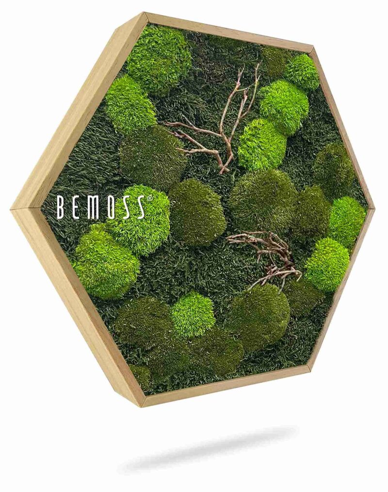 Moosbild Hexagon FLACHMOOS & KUGELMOOS Doven WOOD