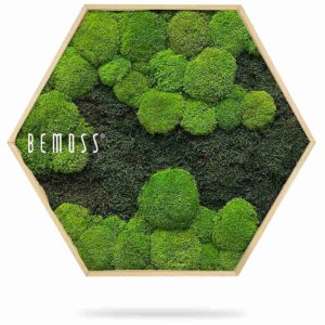 Moosbild Hexagon FLACHMOOS & KUGELMOOS DUO Light Green - Thumbnail Image 2