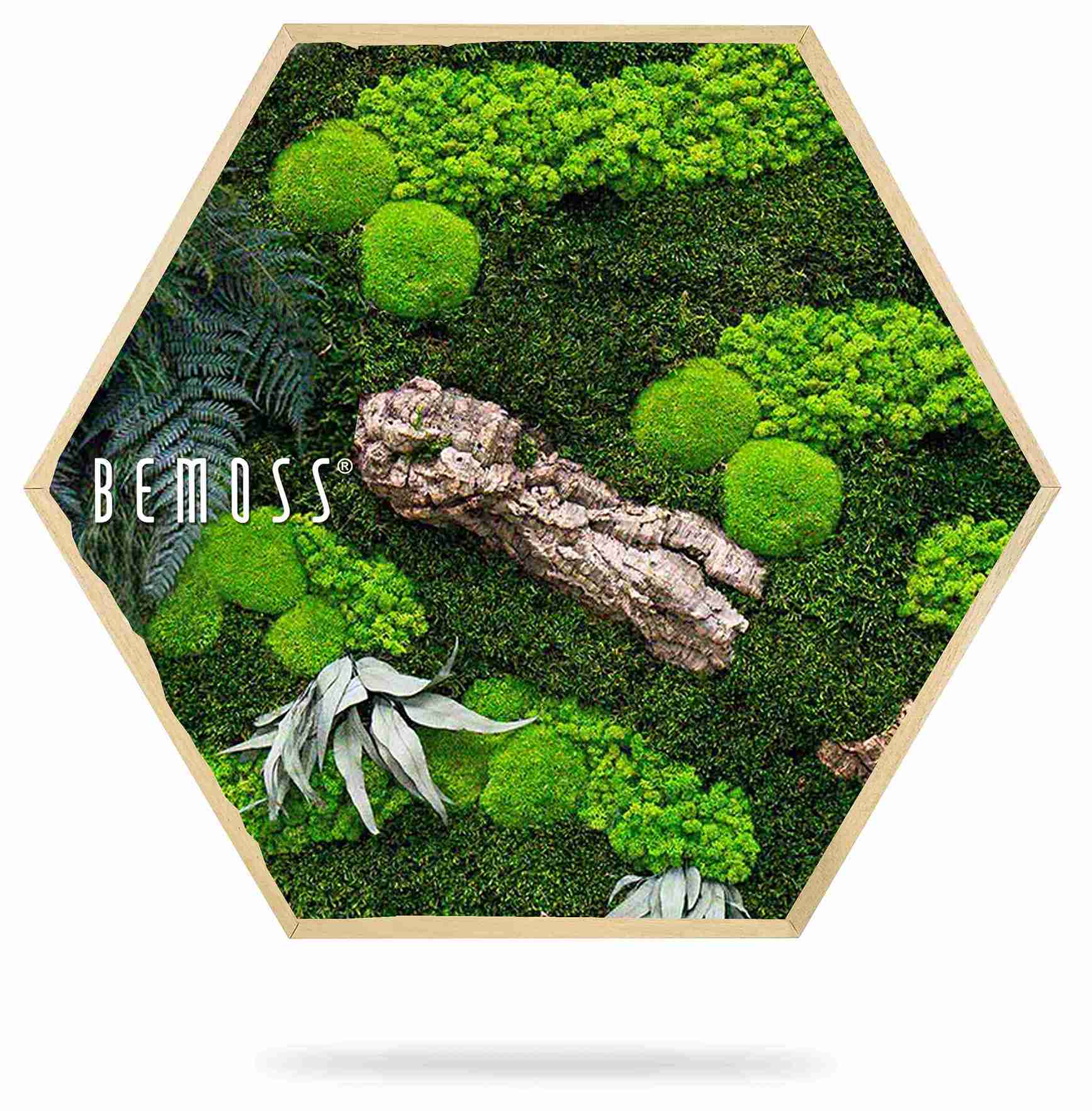 Moosbild Hexagon PFLANZEN Alona – Bild 2